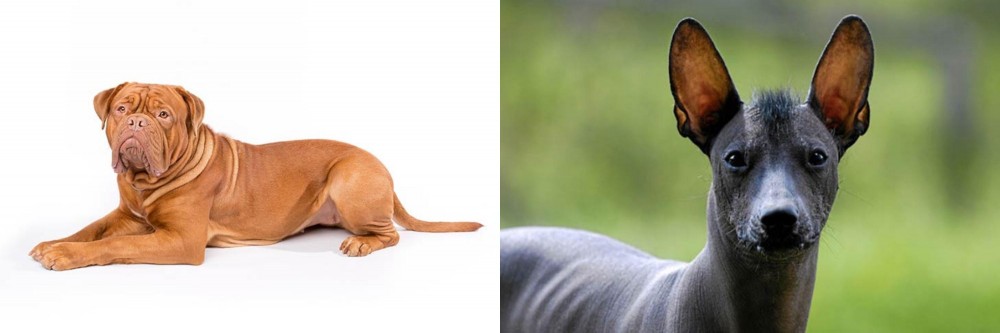 Mexican Hairless vs Dogue De Bordeaux - Breed Comparison
