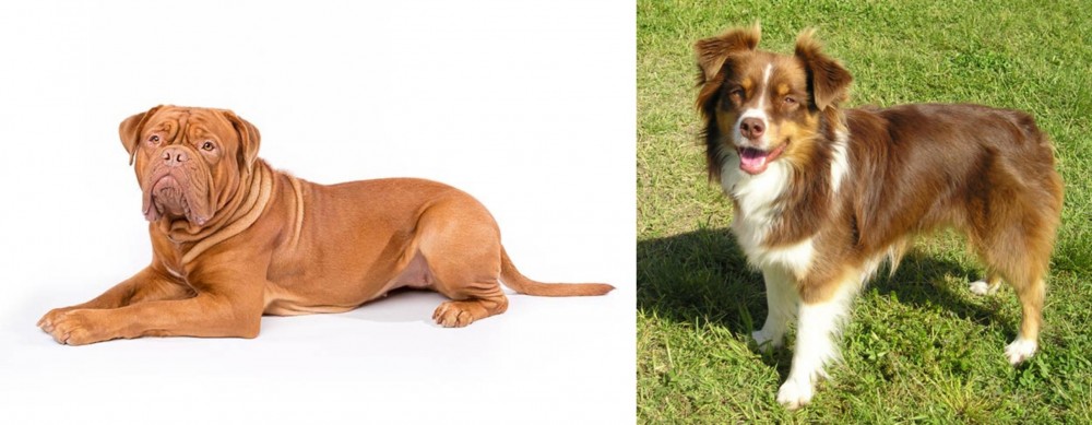 Miniature Australian Shepherd vs Dogue De Bordeaux - Breed Comparison
