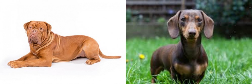 Miniature Dachshund vs Dogue De Bordeaux - Breed Comparison