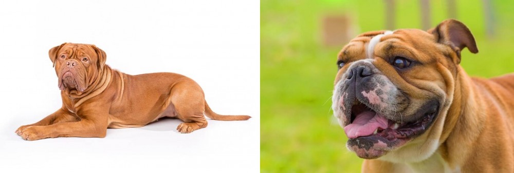 Miniature English Bulldog vs Dogue De Bordeaux - Breed Comparison