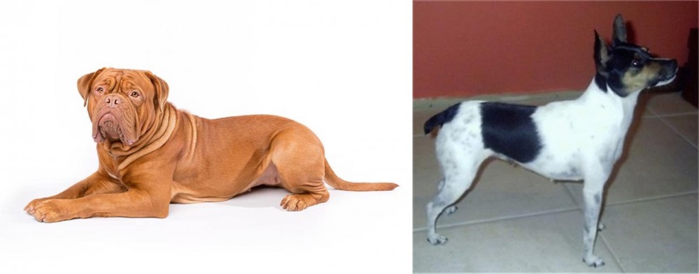 Miniature Fox Terrier vs Dogue De Bordeaux - Breed Comparison