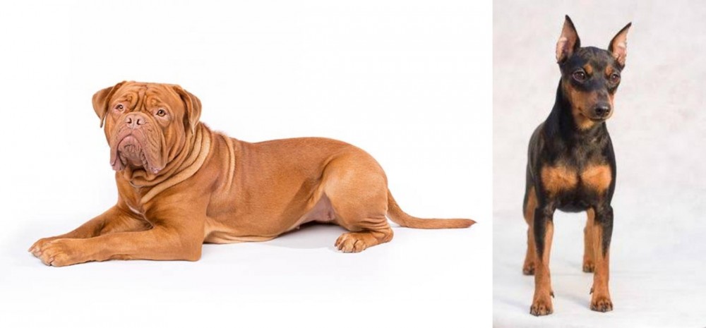 Miniature Pinscher vs Dogue De Bordeaux - Breed Comparison