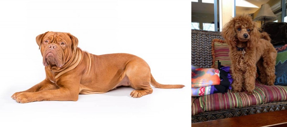 Miniature Poodle vs Dogue De Bordeaux - Breed Comparison
