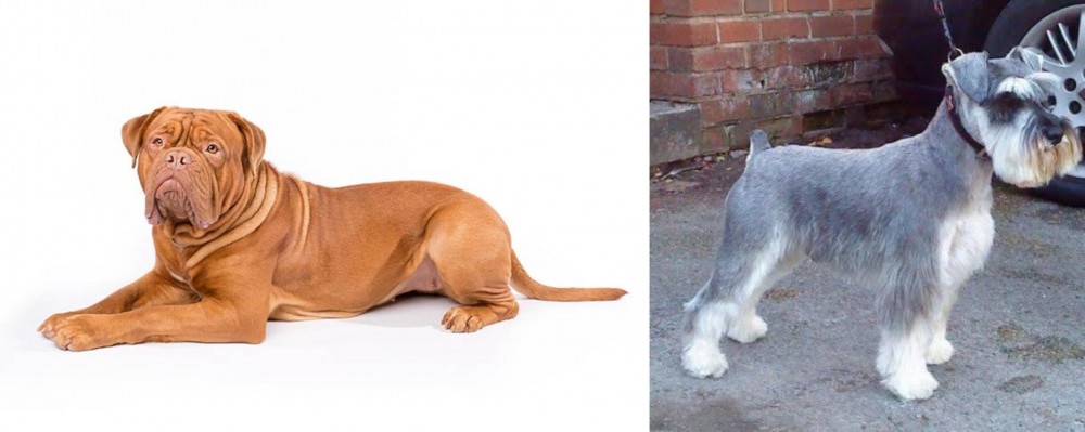 Miniature Schnauzer vs Dogue De Bordeaux - Breed Comparison