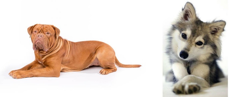 Miniature Siberian Husky vs Dogue De Bordeaux - Breed Comparison