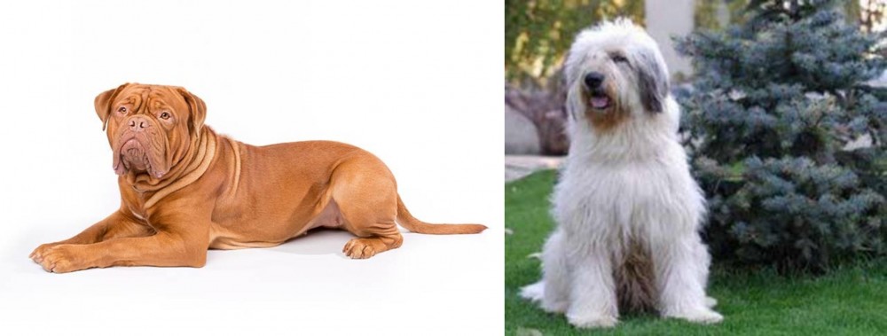 Mioritic Sheepdog vs Dogue De Bordeaux - Breed Comparison