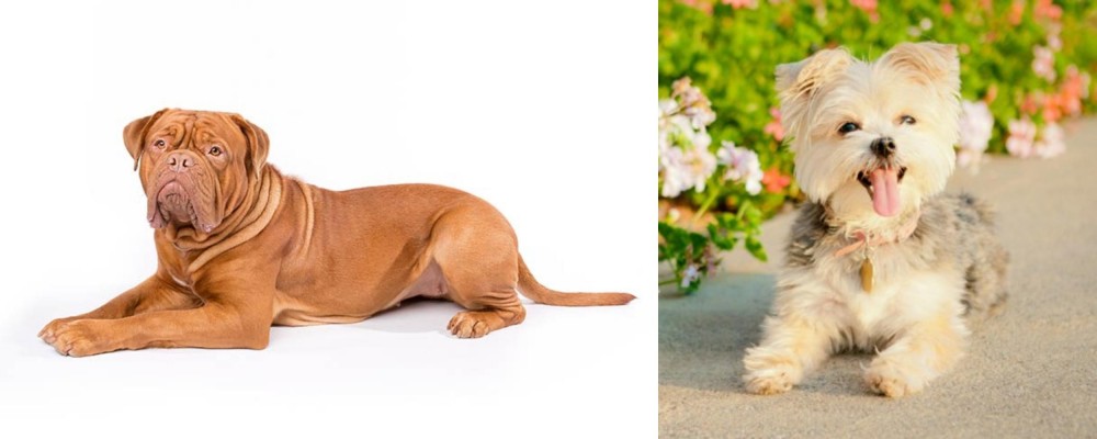 Morkie vs Dogue De Bordeaux - Breed Comparison