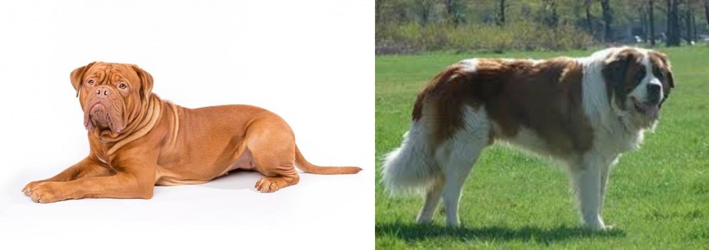 Moscow Watchdog vs Dogue De Bordeaux - Breed Comparison
