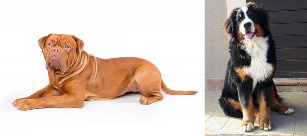 Mountain Burmese vs Dogue De Bordeaux - Breed Comparison