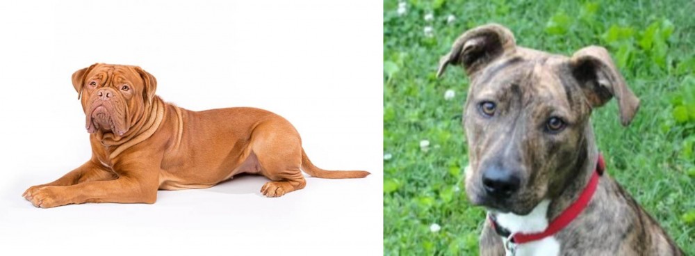 Mountain Cur vs Dogue De Bordeaux - Breed Comparison