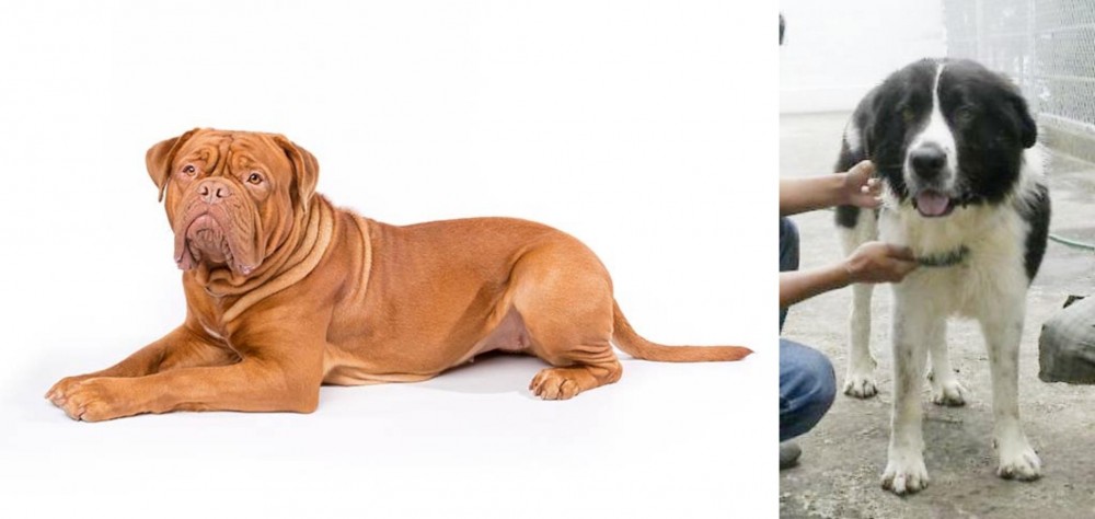 Mucuchies vs Dogue De Bordeaux - Breed Comparison