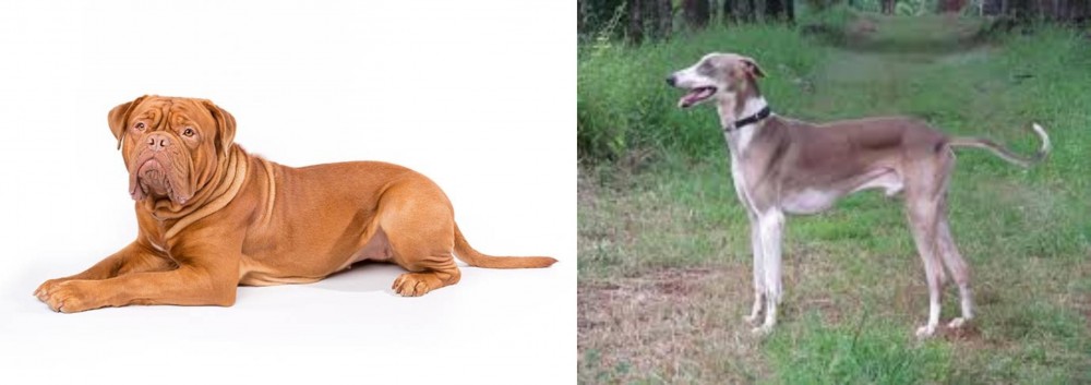 Mudhol Hound vs Dogue De Bordeaux - Breed Comparison