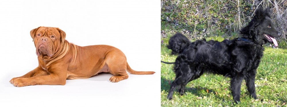 Mudi vs Dogue De Bordeaux - Breed Comparison