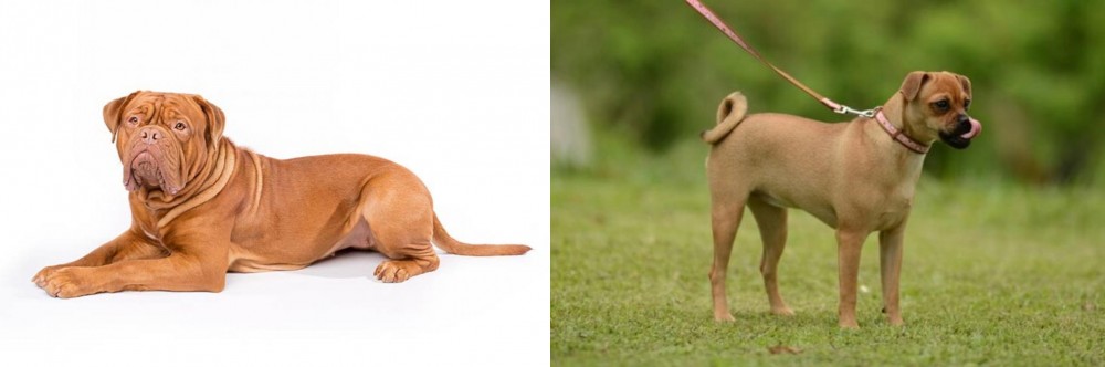 Muggin vs Dogue De Bordeaux - Breed Comparison