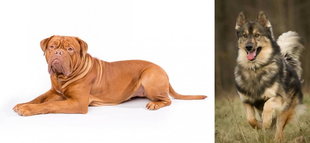 Native American Indian Dog vs Dogue De Bordeaux - Breed Comparison