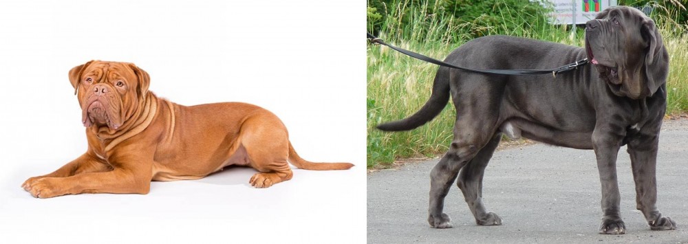 Neapolitan Mastiff vs Dogue De Bordeaux - Breed Comparison