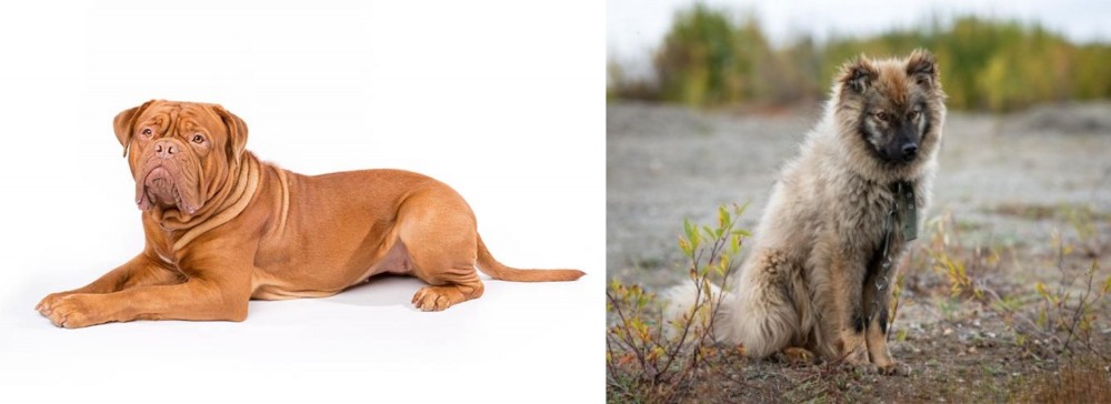 Nenets Herding Laika vs Dogue De Bordeaux - Breed Comparison