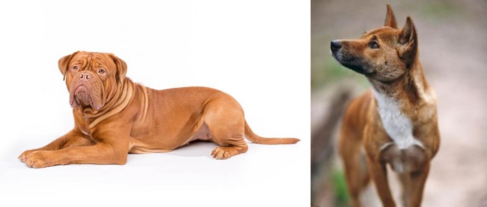 New Guinea Singing Dog vs Dogue De Bordeaux - Breed Comparison