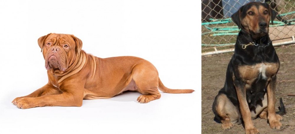 New Zealand Huntaway vs Dogue De Bordeaux - Breed Comparison