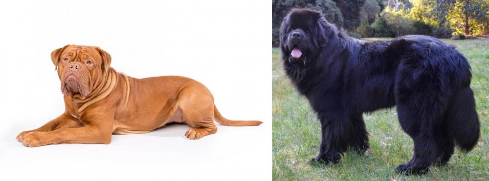 Newfoundland Dog vs Dogue De Bordeaux - Breed Comparison