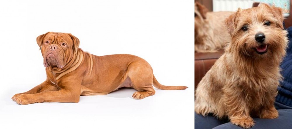 Norfolk Terrier vs Dogue De Bordeaux - Breed Comparison