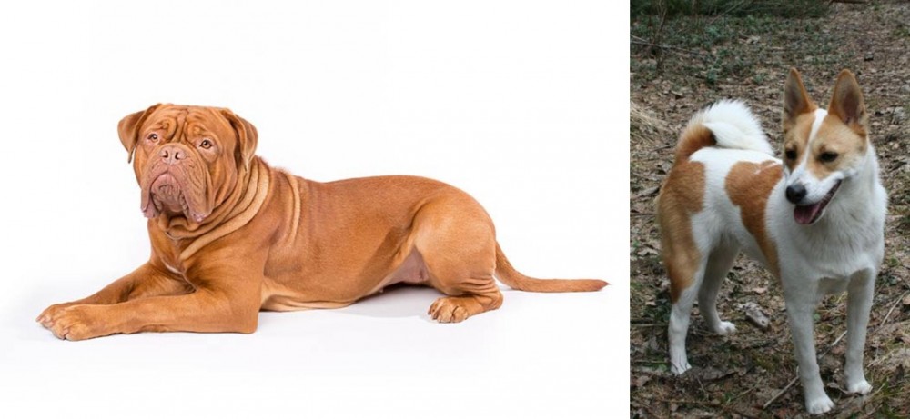 Norrbottenspets vs Dogue De Bordeaux - Breed Comparison