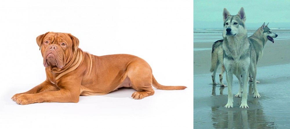 Northern Inuit Dog vs Dogue De Bordeaux - Breed Comparison