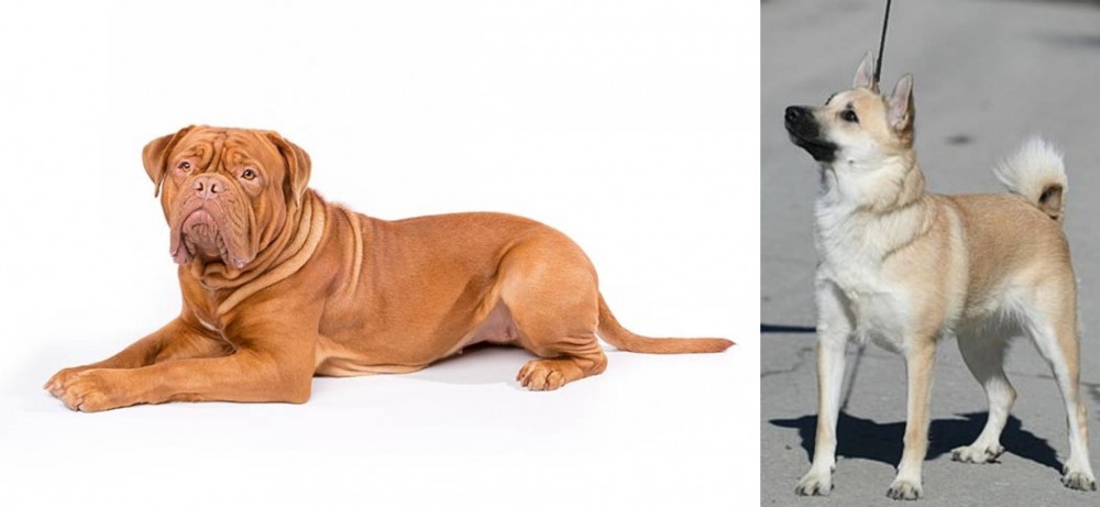 Norwegian Buhund vs Dogue De Bordeaux - Breed Comparison