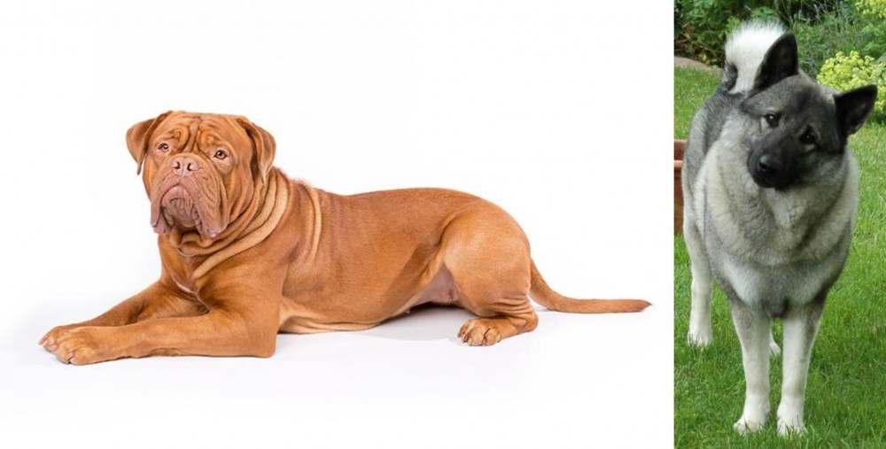 Norwegian Elkhound vs Dogue De Bordeaux - Breed Comparison