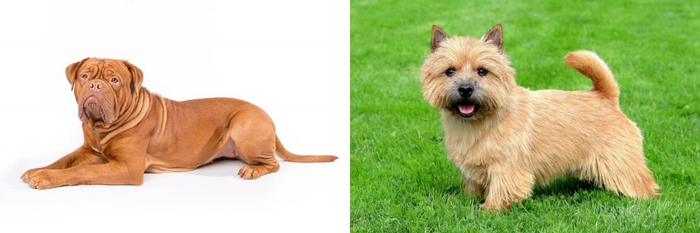 Norwich Terrier vs Dogue De Bordeaux - Breed Comparison