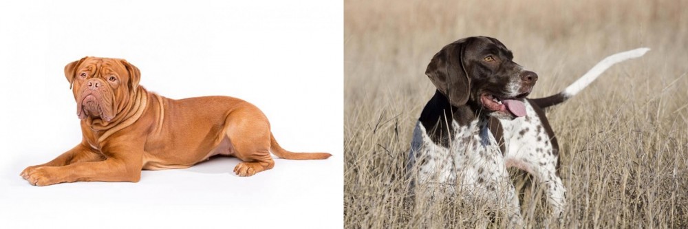 Old Danish Pointer vs Dogue De Bordeaux - Breed Comparison
