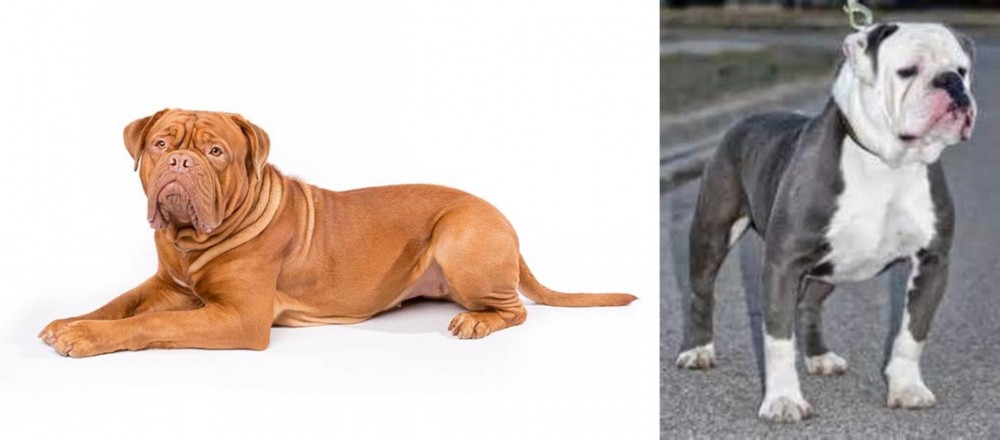 Old English Bulldog vs Dogue De Bordeaux - Breed Comparison