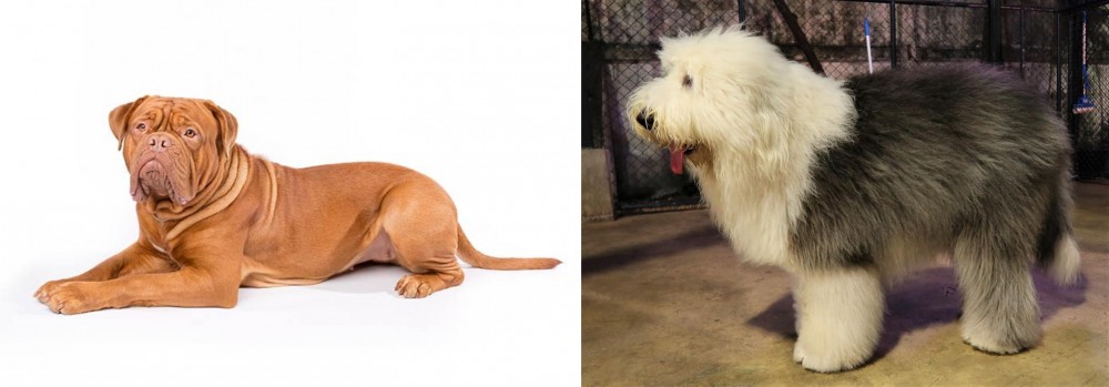 Old English Sheepdog vs Dogue De Bordeaux - Breed Comparison
