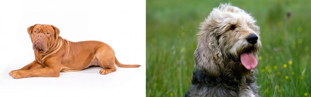 Otterhound vs Dogue De Bordeaux - Breed Comparison