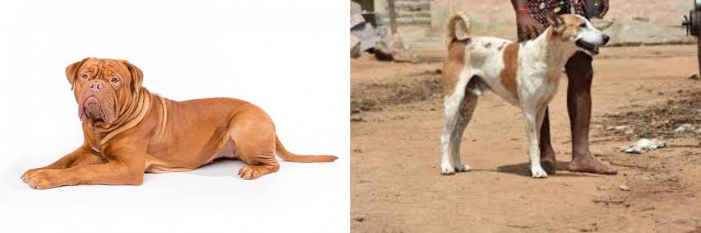 Pandikona vs Dogue De Bordeaux - Breed Comparison