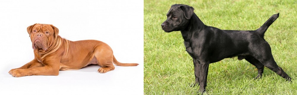 Patterdale Terrier vs Dogue De Bordeaux - Breed Comparison