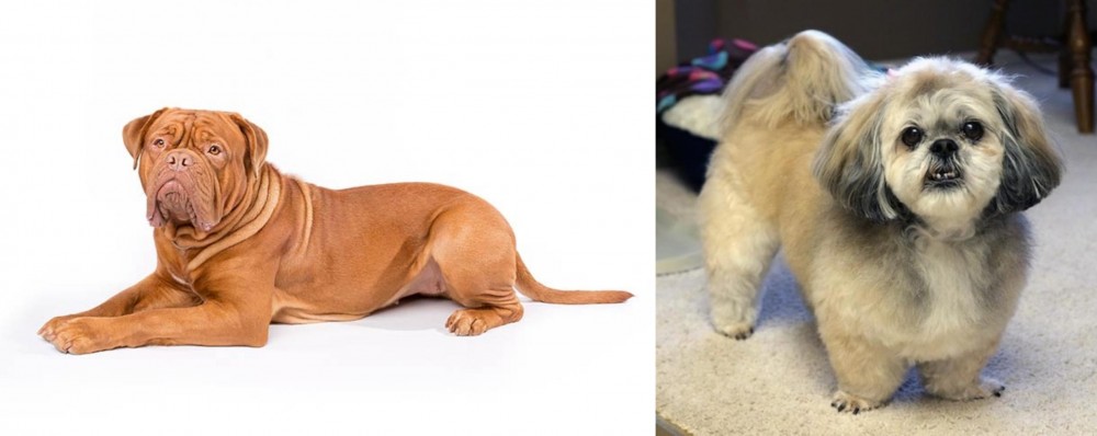 PekePoo vs Dogue De Bordeaux - Breed Comparison