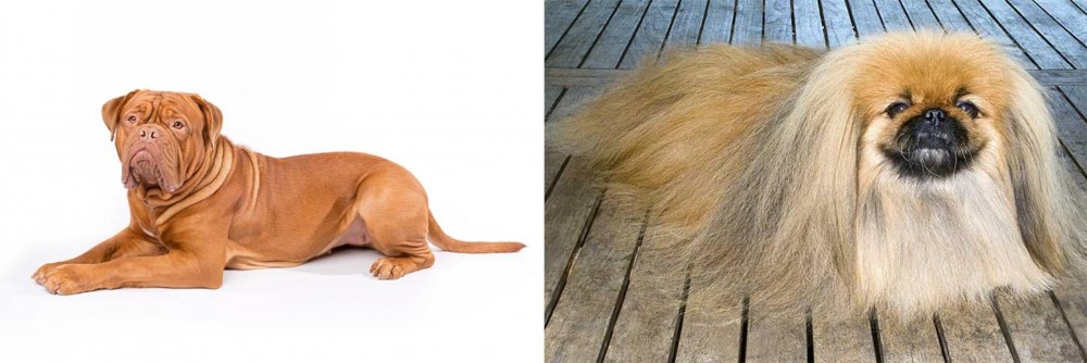 Pekingese vs Dogue De Bordeaux - Breed Comparison