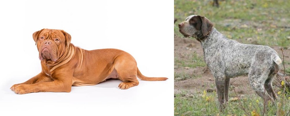Perdiguero de Burgos vs Dogue De Bordeaux - Breed Comparison
