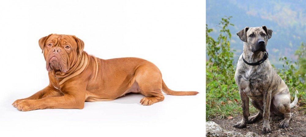 Perro Cimarron vs Dogue De Bordeaux - Breed Comparison