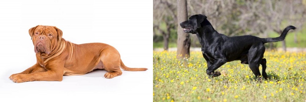 Perro de Pastor Mallorquin vs Dogue De Bordeaux - Breed Comparison