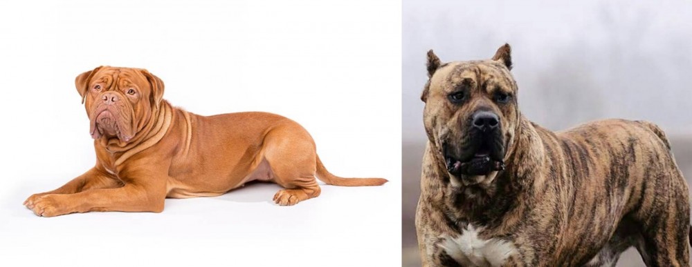 Perro de Presa Canario vs Dogue De Bordeaux - Breed Comparison