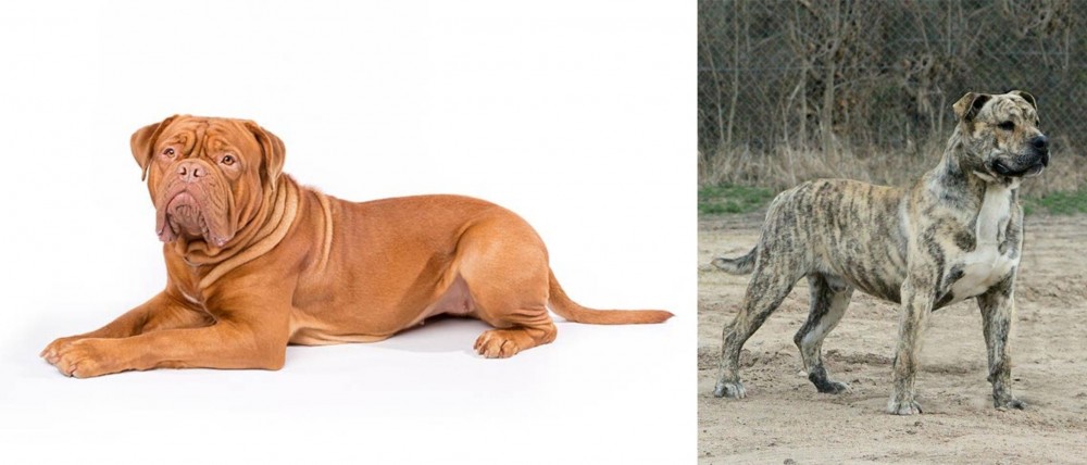 Perro de Presa Mallorquin vs Dogue De Bordeaux - Breed Comparison
