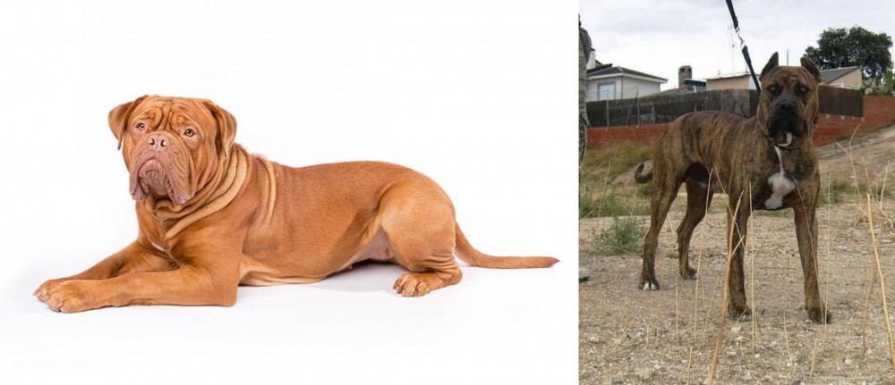 Perro de Toro vs Dogue De Bordeaux - Breed Comparison