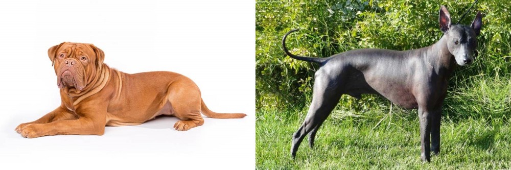 Peruvian Hairless vs Dogue De Bordeaux - Breed Comparison