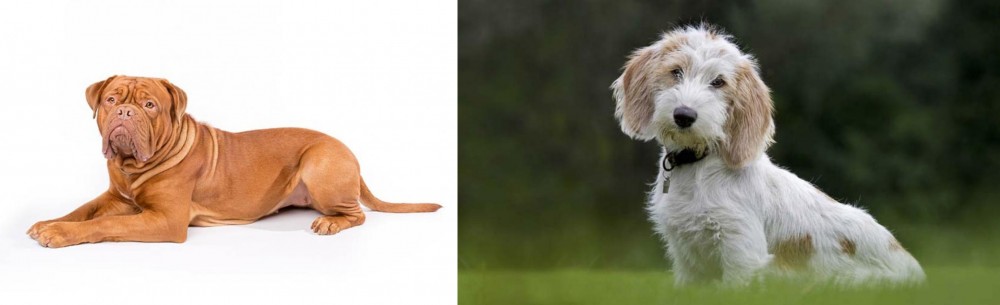 Petit Basset Griffon Vendeen vs Dogue De Bordeaux - Breed Comparison