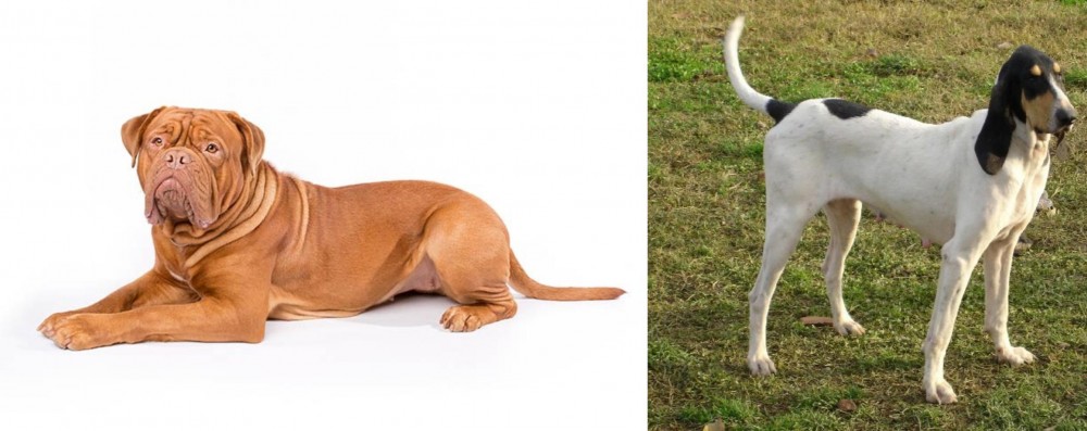 Petit Gascon Saintongeois vs Dogue De Bordeaux - Breed Comparison