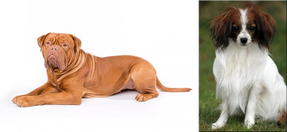 Phalene vs Dogue De Bordeaux - Breed Comparison