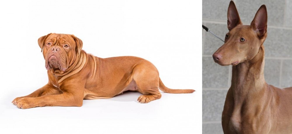 Pharaoh Hound vs Dogue De Bordeaux - Breed Comparison