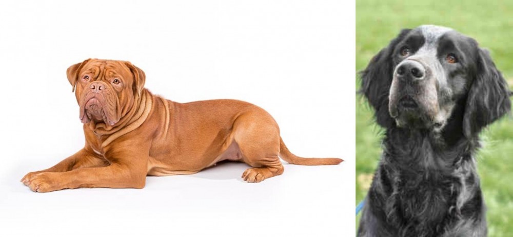 Picardy Spaniel vs Dogue De Bordeaux - Breed Comparison